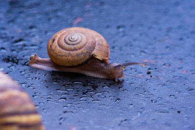 Masadaki salyangozu kapat.