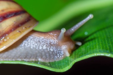 Yaprağın üzerindeki salyangozu kapat