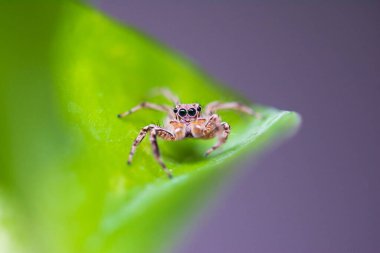 Yaprakların üzerinde zıplayan örümcekleri kapatın..