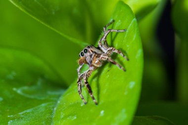 Yaprakların üzerinde zıplayan örümcekleri kapatın..