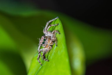 Yaprakların üzerinde zıplayan örümcekleri kapatın..