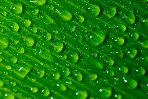 yapraklar üzerinde Su damlacıkları