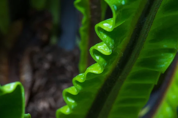 Yaprak kenarlarının deseni