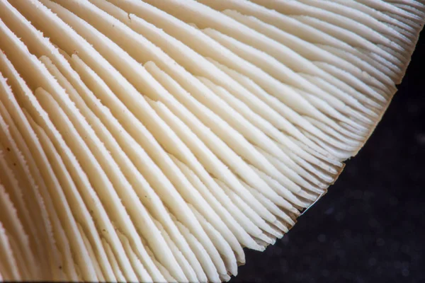 Mantarların yapısı