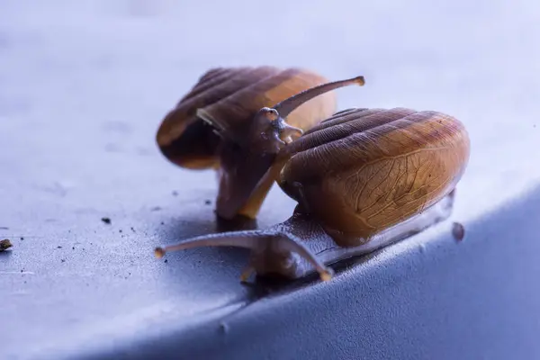 Fermer Escargot Sur Table — Photo