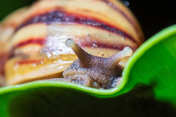 Close Snail Leaf — Stock Photo, Image