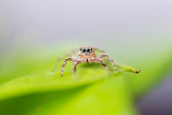 Close Jumping Spiders Leaves Out Focus — Stock Photo, Image