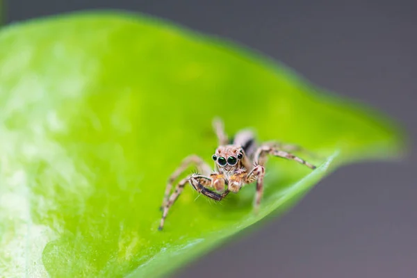 Close Springende Spinnen Bladeren — Stockfoto