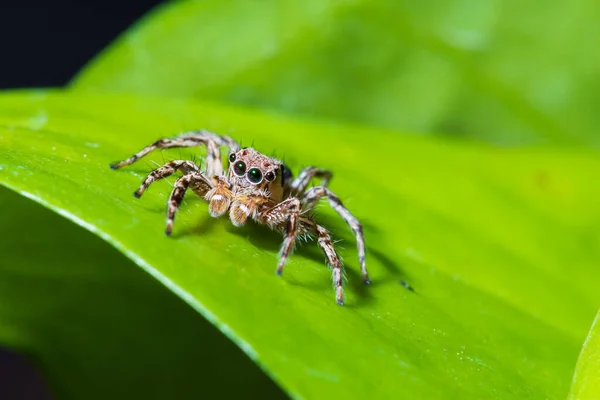 Großaufnahme Springende Spinnen Auf Den Blättern — Stockfoto