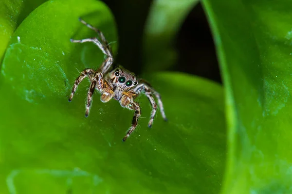 Close Jumping Spiders Leaves — Stock Photo, Image