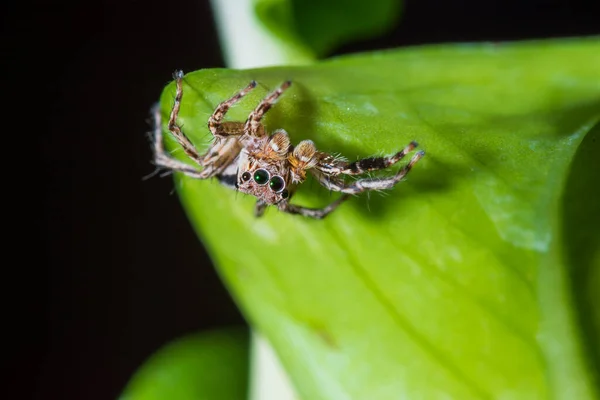 Großaufnahme Springende Spinnen Auf Den Blättern — Stockfoto