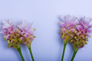 Beyaz arkaplanda Siyam Lale