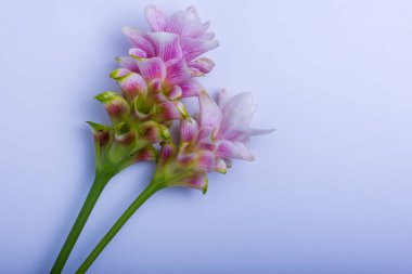 Beyaz arkaplanda Siyam Lale