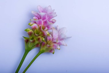 Beyaz arkaplanda Siyam Lale