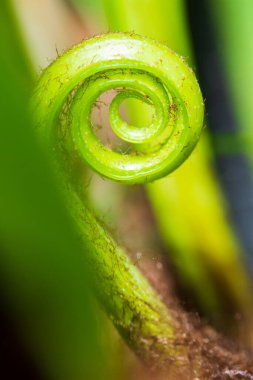 Yaprak sarmalını kapat