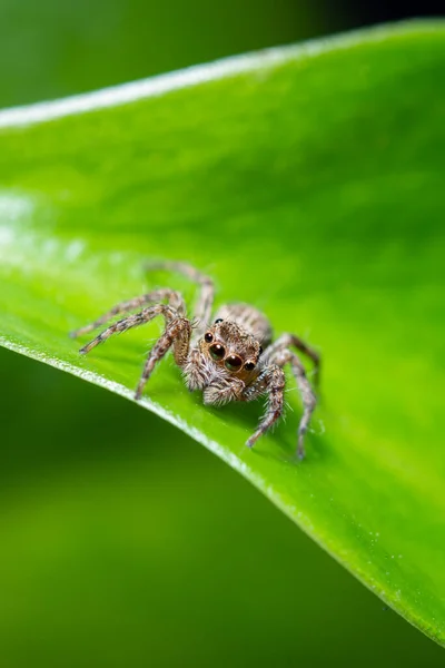 Close Jumping Spiders Leaves — Stock Photo, Image