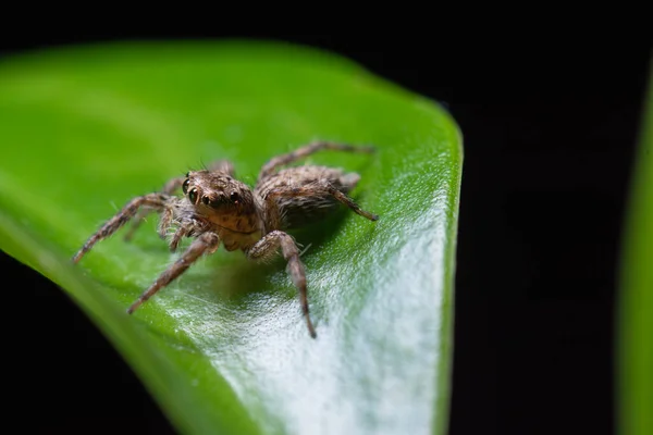 Großaufnahme Springende Spinnen Auf Den Blättern — Stockfoto
