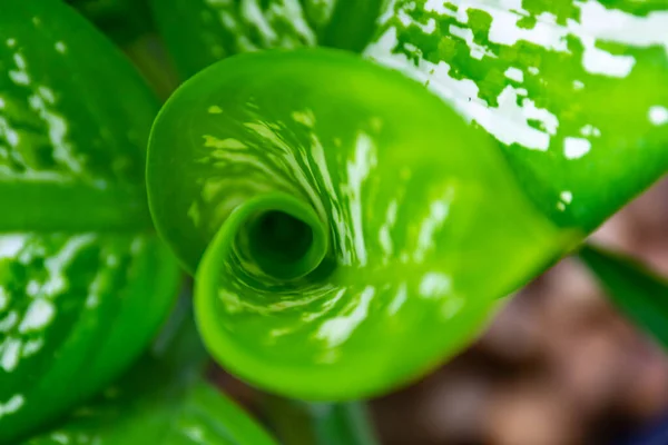 Close Spiral Leaves — Stock Photo, Image