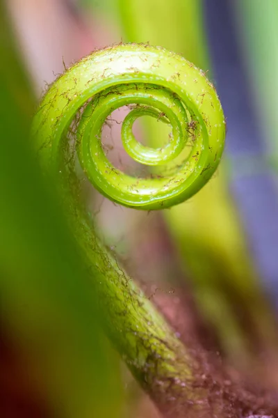 Fechar Espiral Folhas — Fotografia de Stock