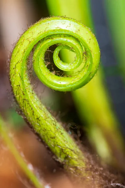 Yaprak sarmalını kapat