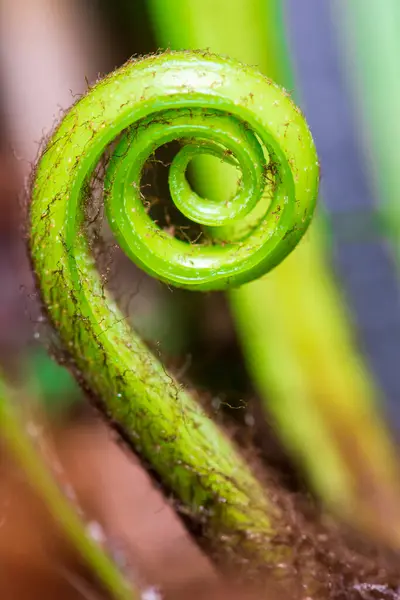 Close Spiral Leaves — Stock Photo, Image