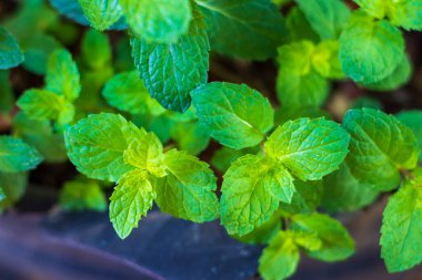 Tencerede Nane Ağacı