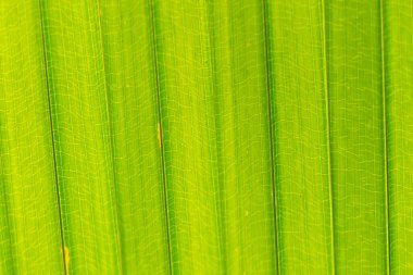 Palmiye yapraklarındaki desen