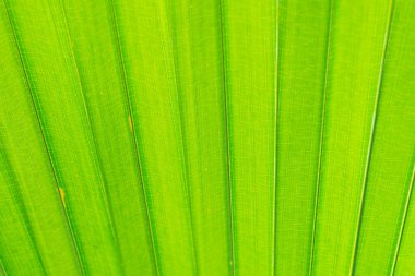 Palmiye yapraklarındaki desen