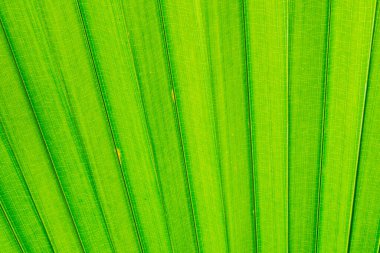 Palmiye yapraklarındaki desen