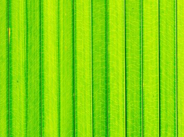 Palmiye yapraklarındaki desen