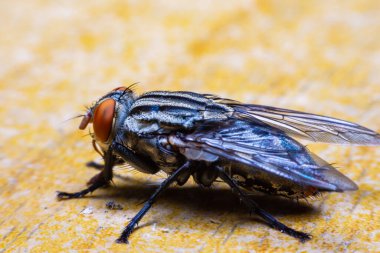 Yaklaşın Masadaki büyük sinekler