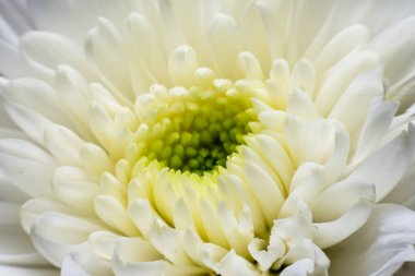 Çiçeğin taç yapraklarını kapat