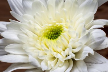 Çiçeğin taç yapraklarını kapat