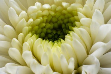 Çiçeğin taç yapraklarını kapat