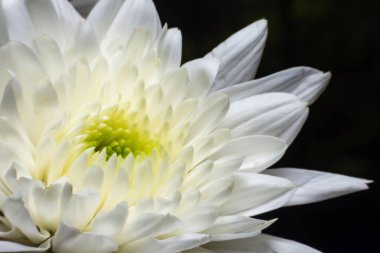 Çiçeğin taç yapraklarını kapat