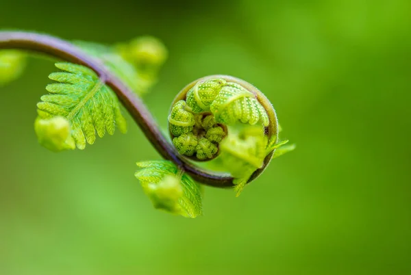 Yaprak sarmalını kapat