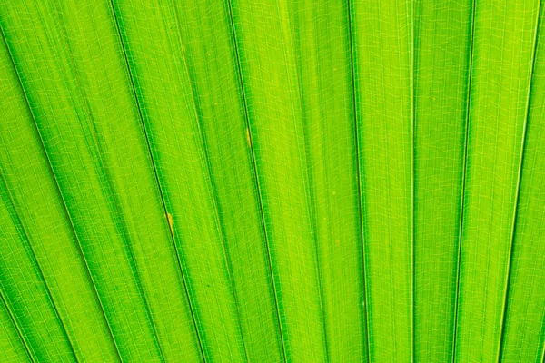 Pattern Leaves Palm Leaves — Stock Photo, Image