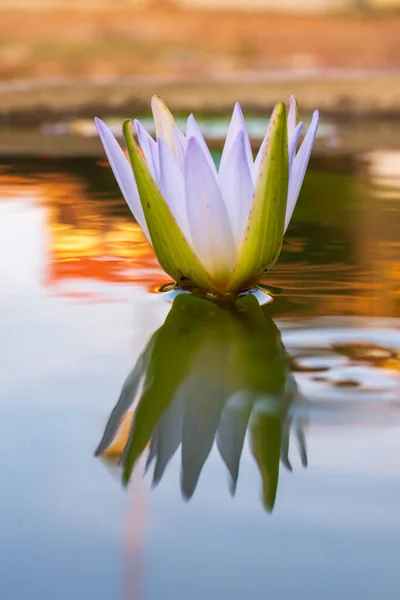 Lotus suyu aynı tencerede yansıyor.