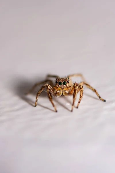 Großaufnahme Springende Spinnen Der Wand — Stockfoto