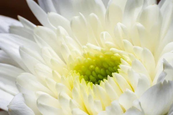 Çiçeğin taç yapraklarını kapat