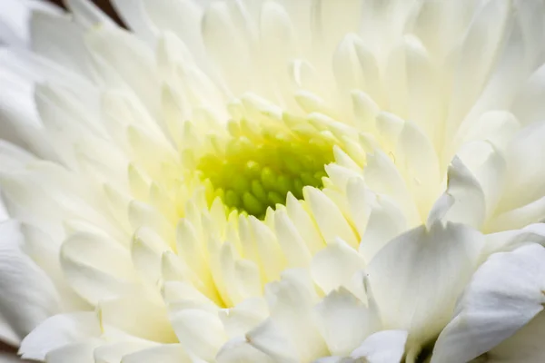 Çiçeğin taç yapraklarını kapat