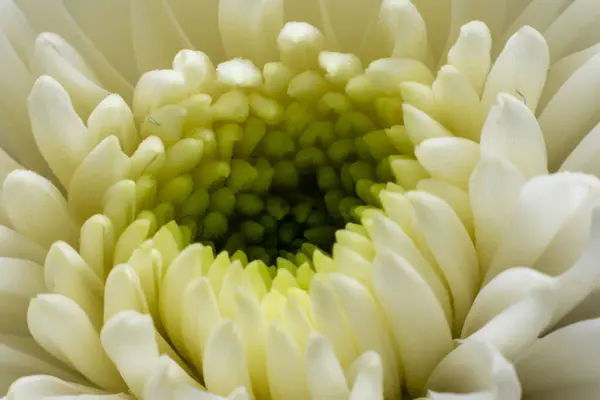 Çiçeğin taç yapraklarını kapat