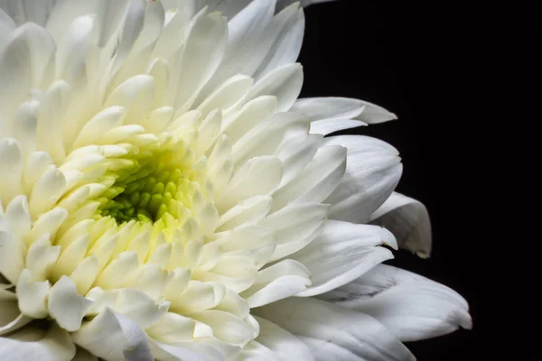 Çiçeğin taç yapraklarını kapat