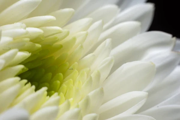 Close Petals Flower — Stock Photo, Image