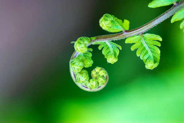 Close Spiral Leaves Stock Photo