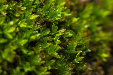 Eğreltiotu arka bahçede büyüyor..