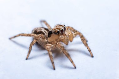 Duvarda zıplayan örümcekleri kapatın.