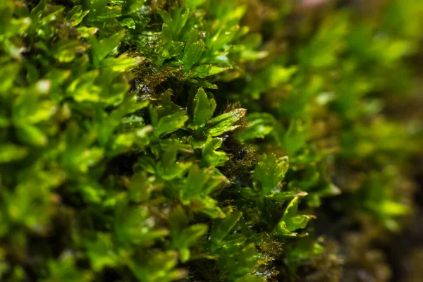 Eğreltiotu arka bahçede büyüyor..