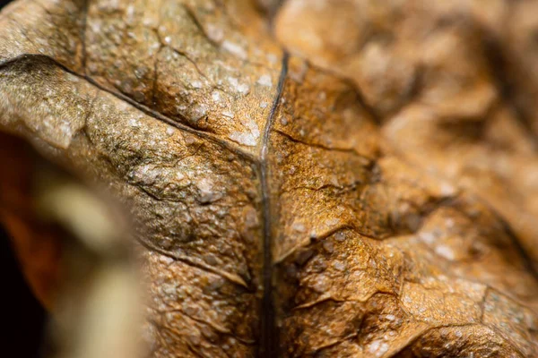 Close Edges Dried Leaves — Stock Photo, Image