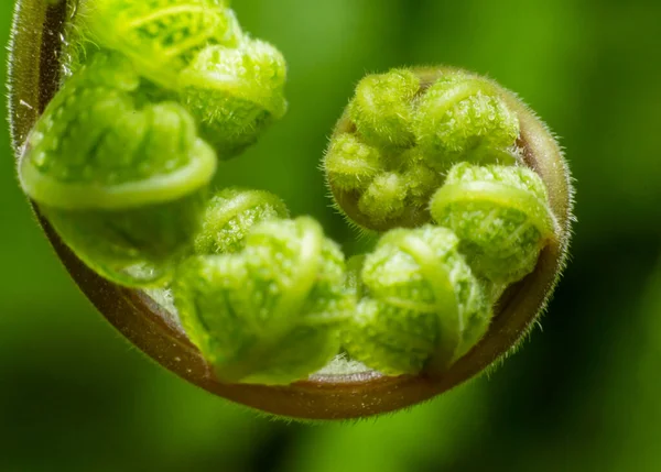 Yaprak sarmalını kapat